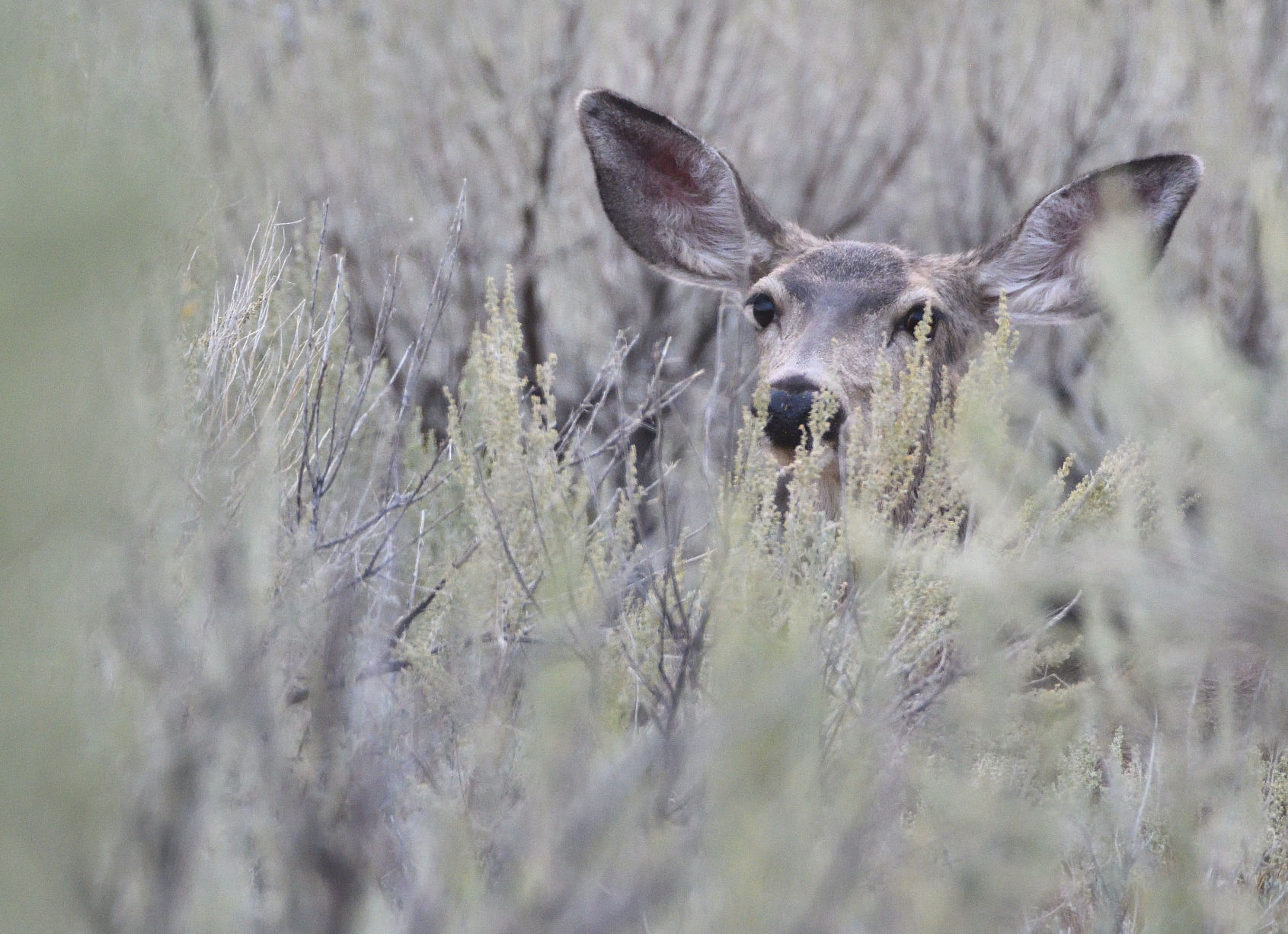 Ungulates